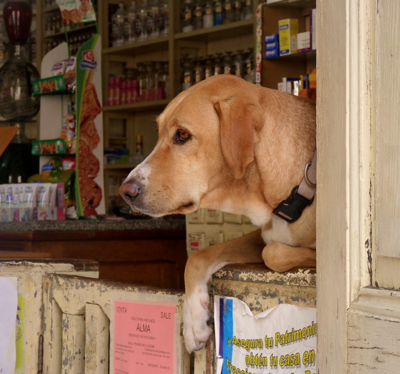 Dog on the Counter