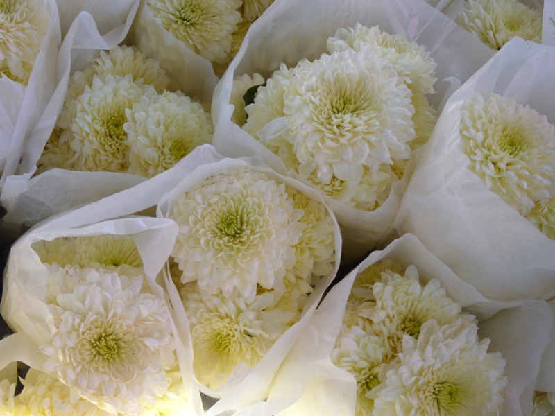 Day of the Dead Flowers