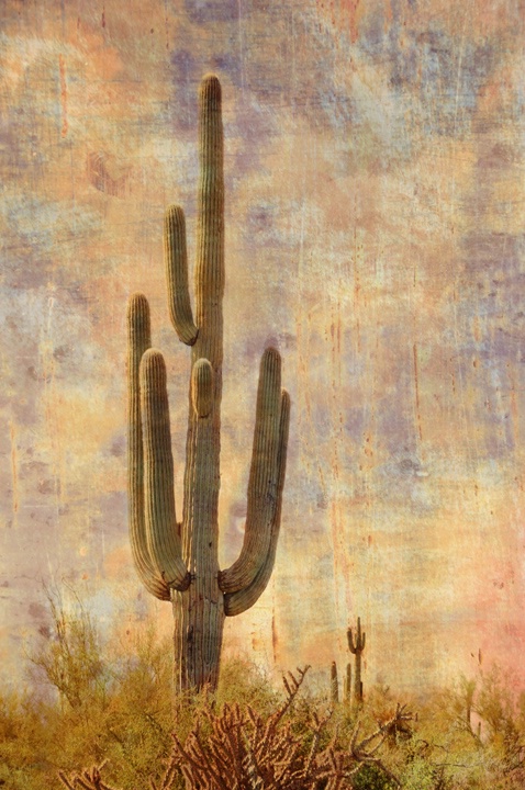 Saguaro