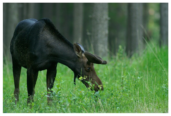 Bull Moose, June, Cypress Hills SK