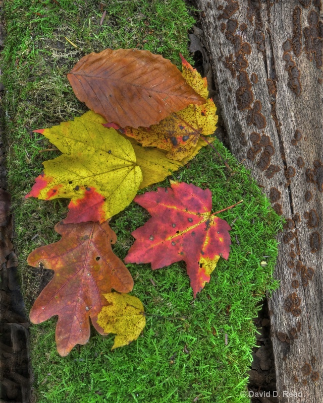 Fall Leaves on Moss