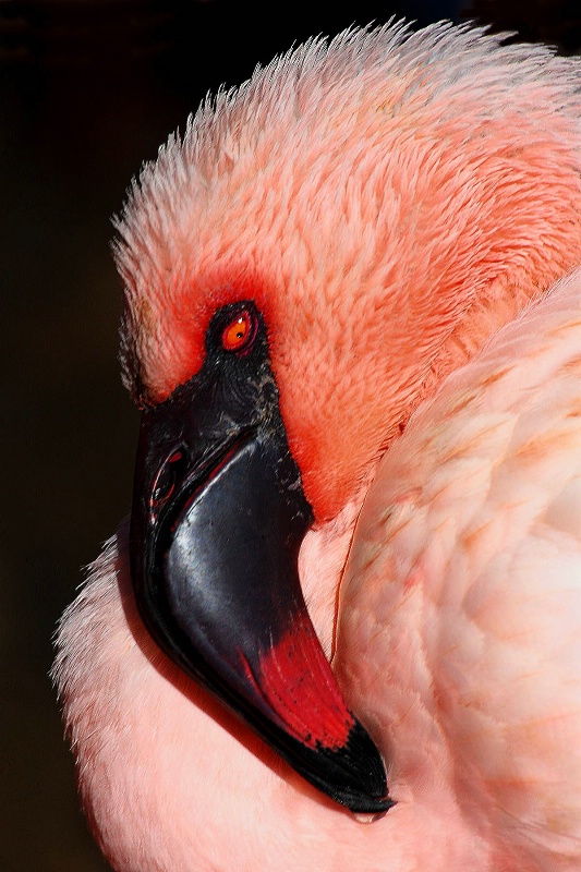 Flamingo Portrait 