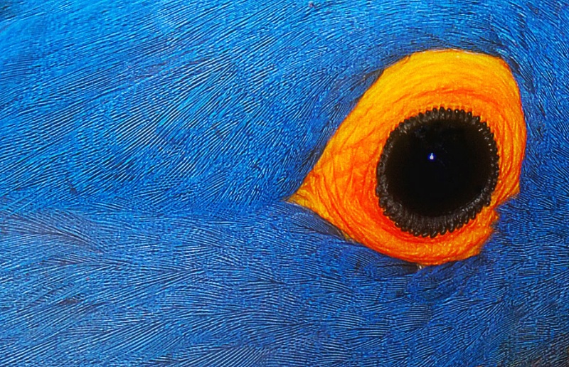 Eye of the Blue MaCaw! 