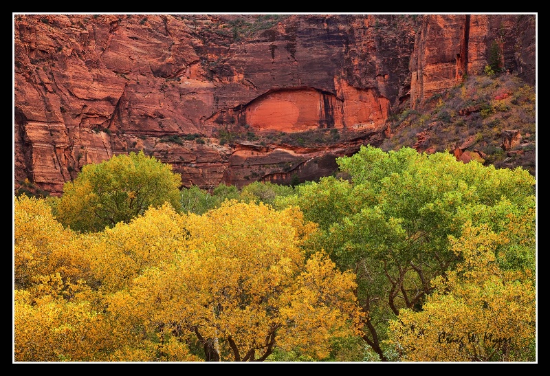Zion Canopy