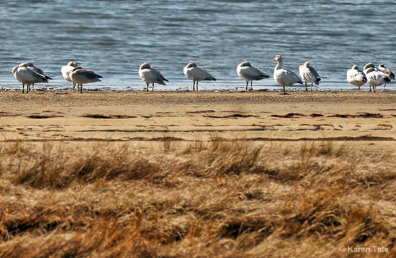 Beach Combers