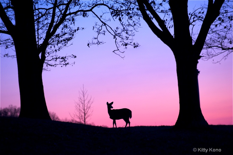 Deer at Dusk