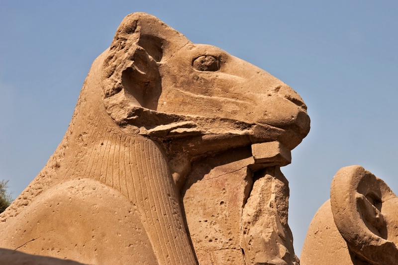 Rams Head Sphinx Luxor Egypt