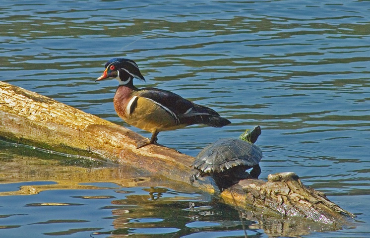 Buddies at Radnor Lake