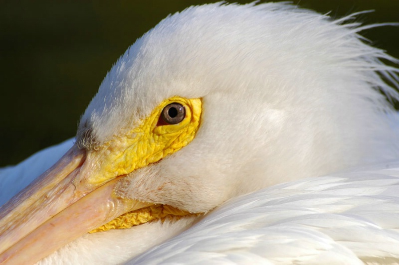 Intimate Portrait of the White Pelican