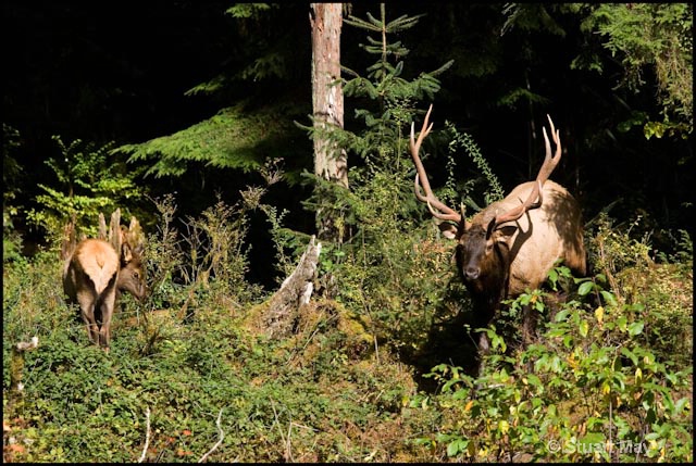 bull elk and calf