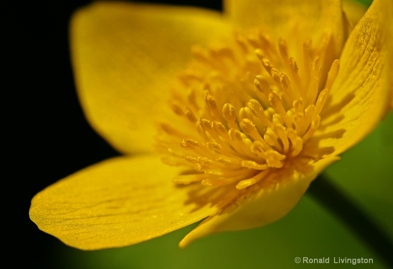 Marsh Marigold