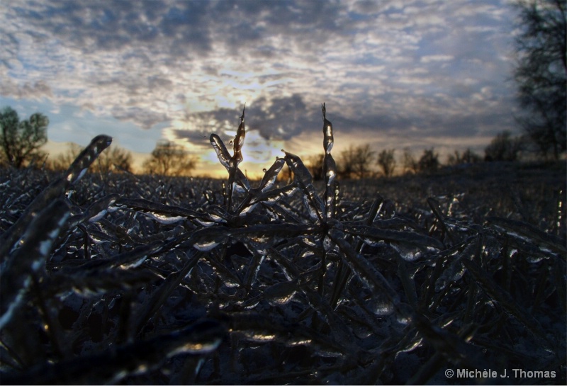 Icy Grass, As Seen by Lying Down !