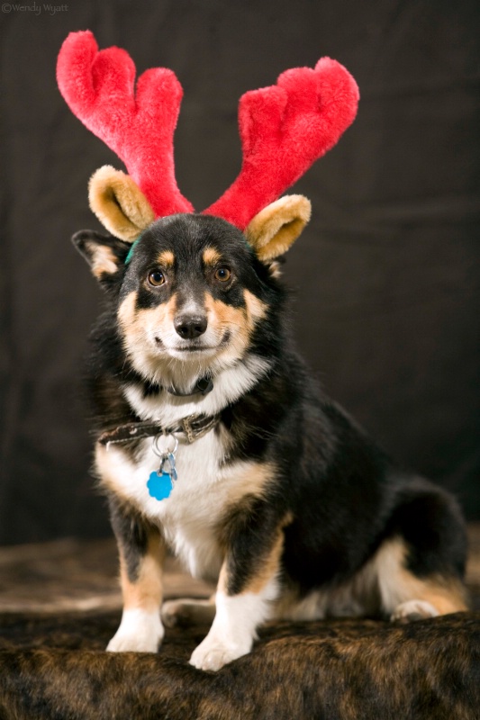 Pistoldeer