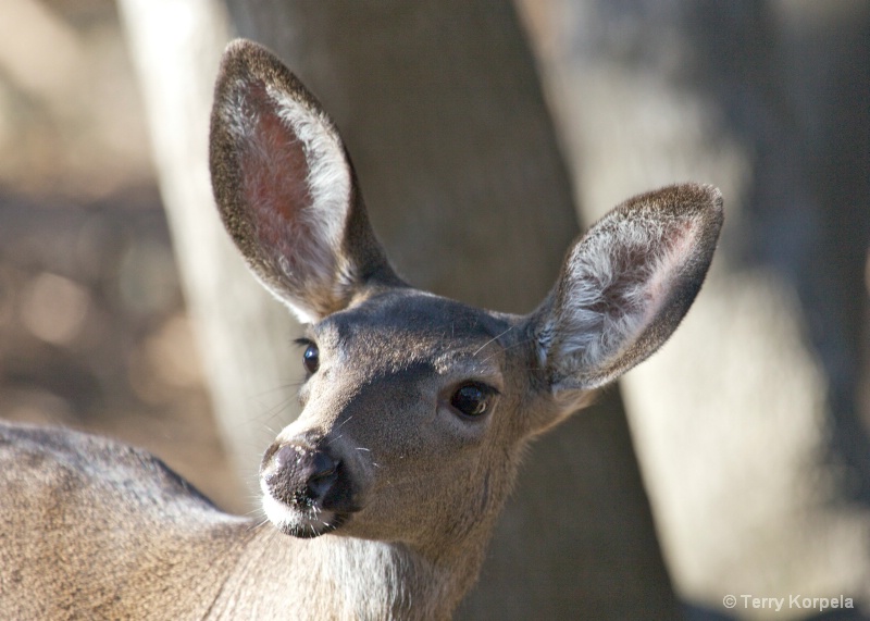 Deer