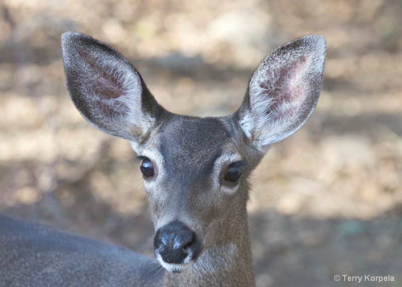 Deer