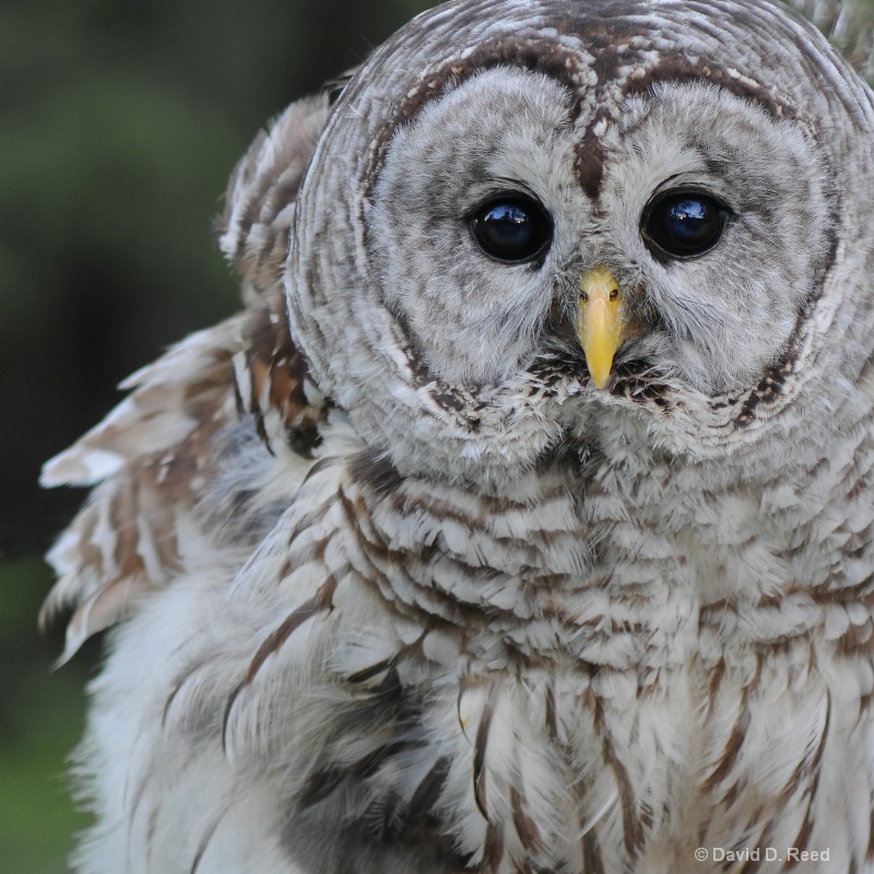 Barred Owl