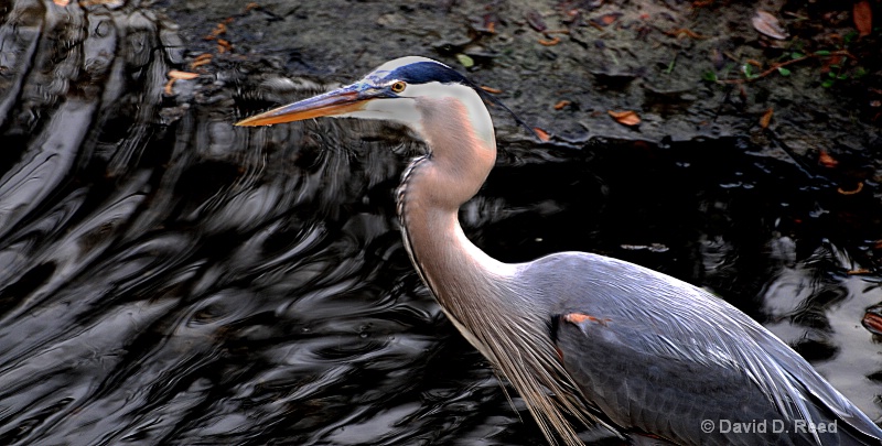 Great Blue Heron