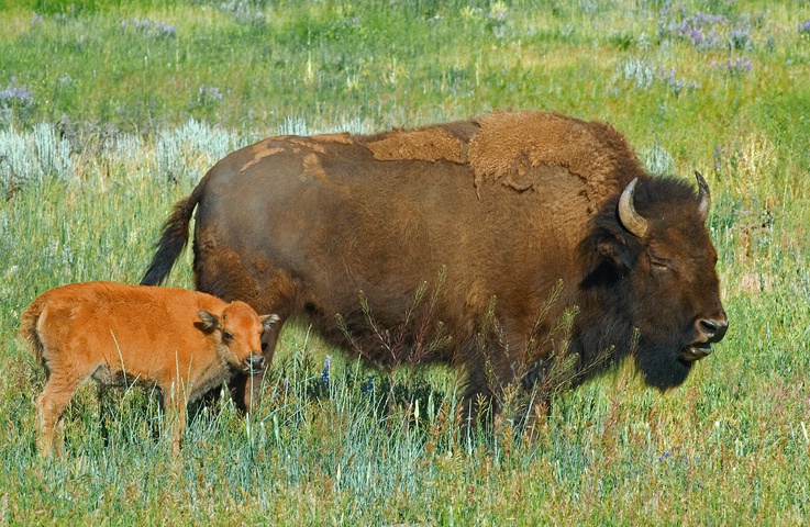 Buffalo, Tetons NP