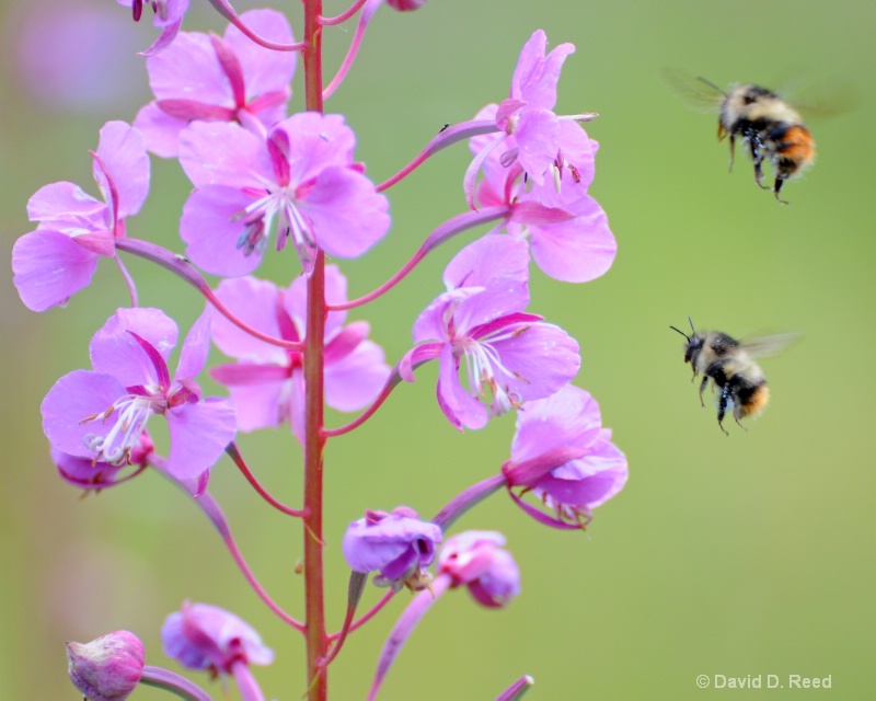 Firebush Nectar