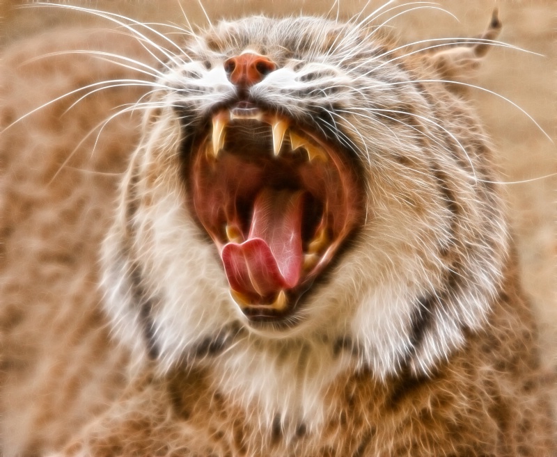 Wildcat Caroler