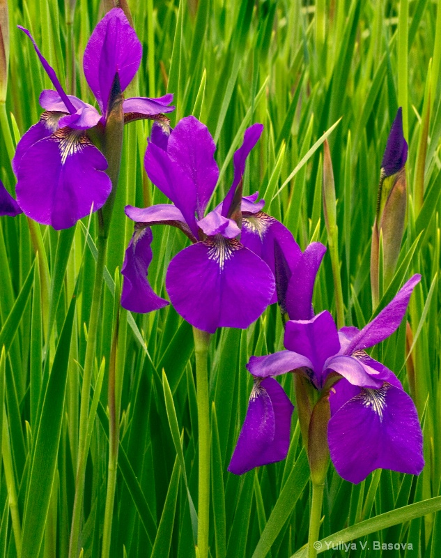 Japanese Irises<p>