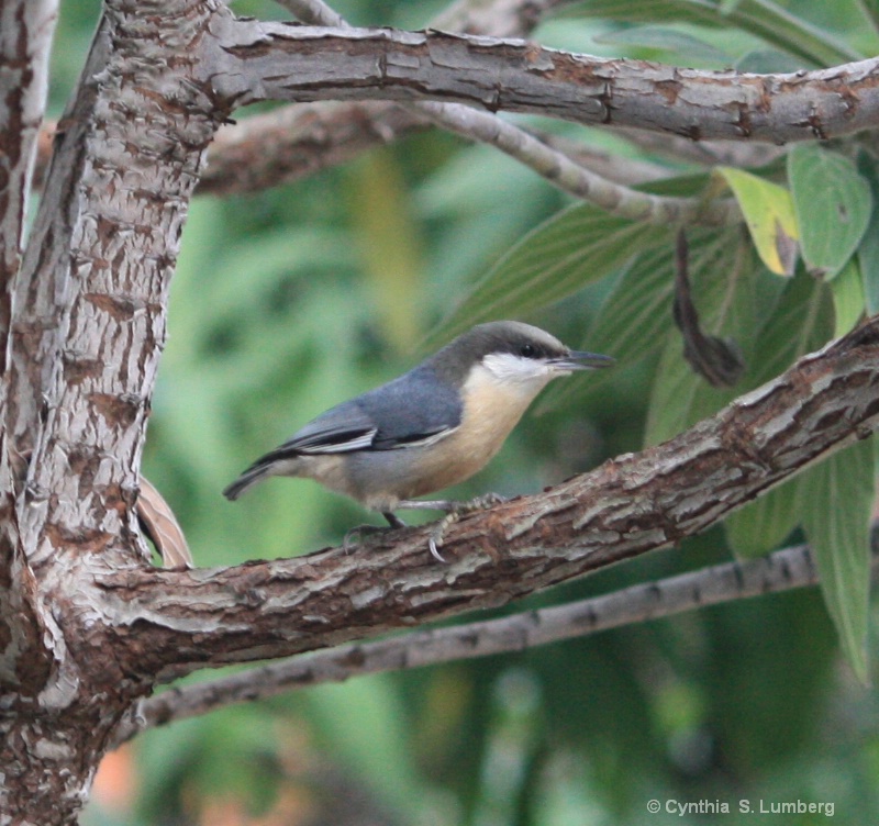 Garden Songbird