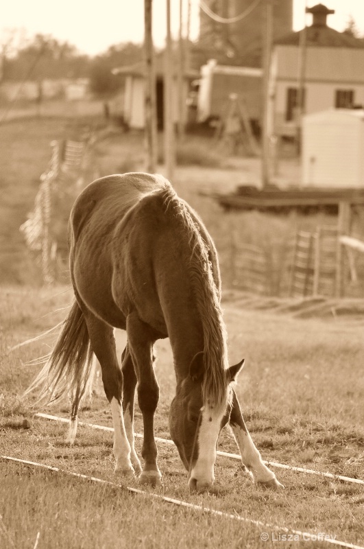 Sepia Horse