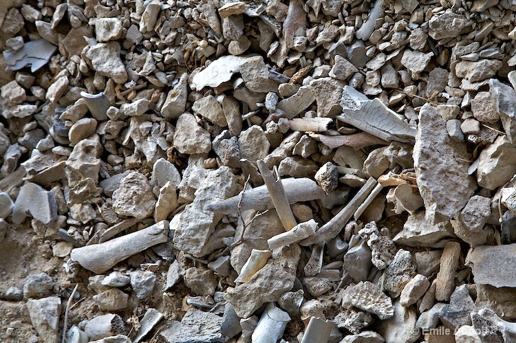 Bison bison bones from Bonfire Shelter