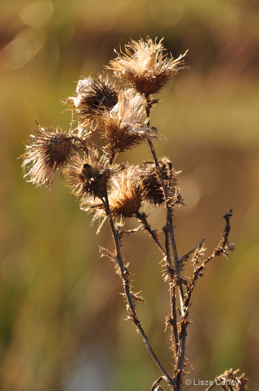 Pods