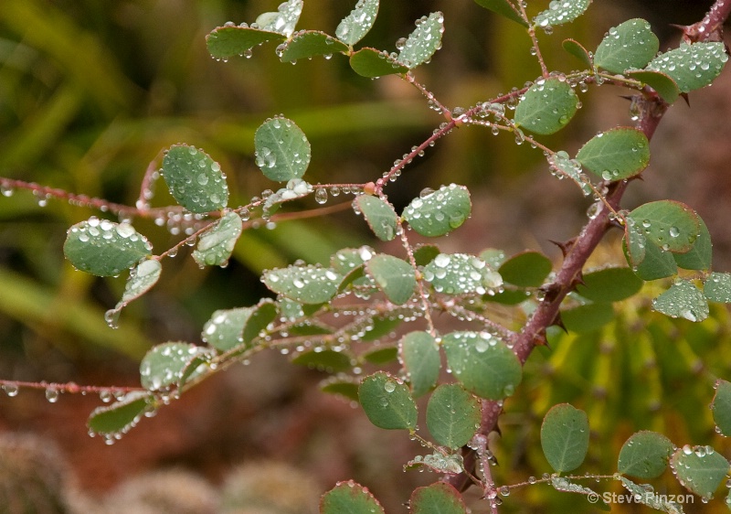 Beads of rain on the Everydayicus Leaftus