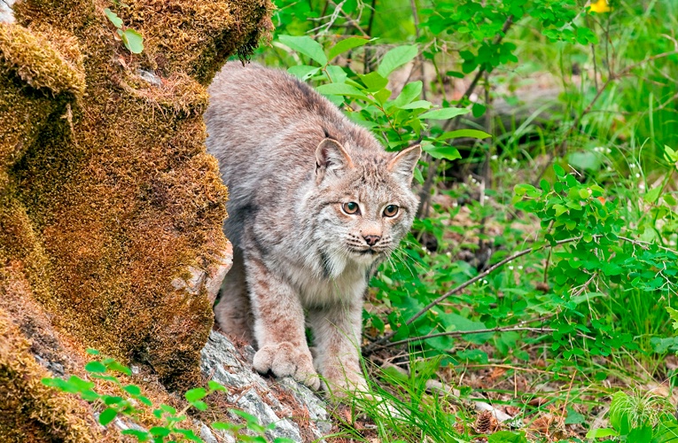Curious Lynx