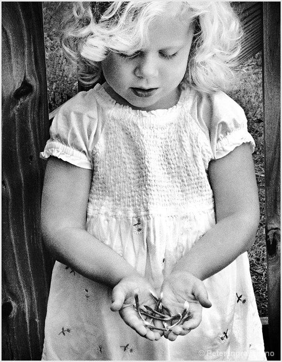 Handful of Wishes