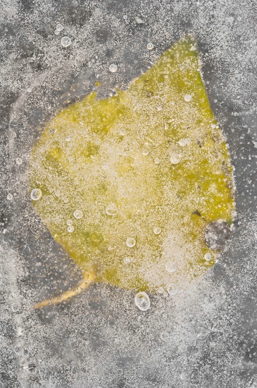 Frozen Greenbrier Leaf