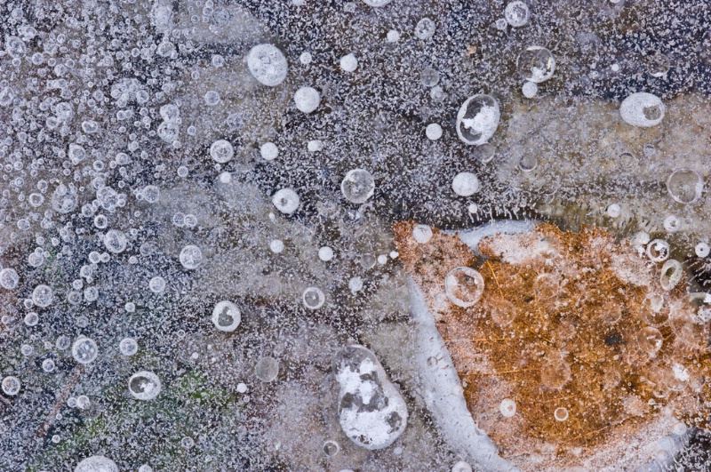 Frozen Beech Leaf