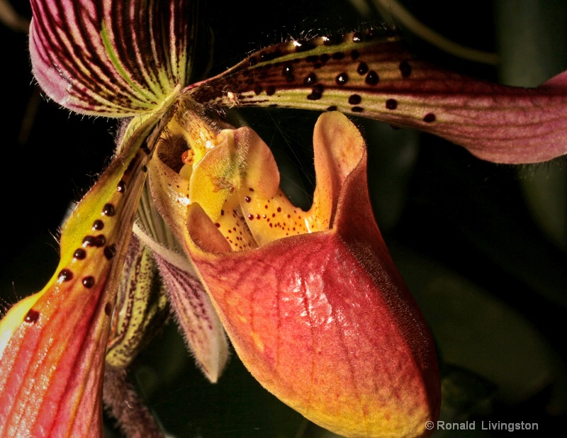 Orchid Fascination