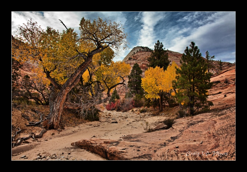 In the Shadow of the Canyon