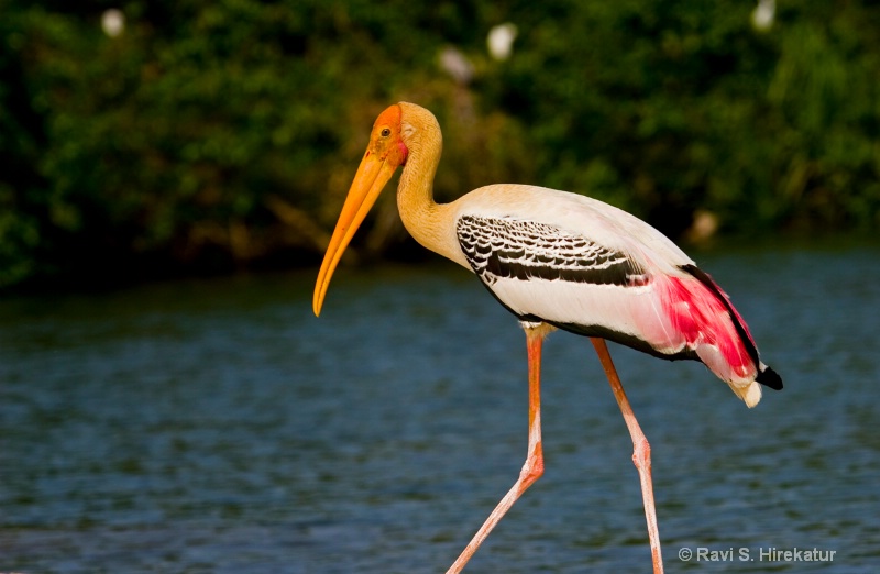 Painted Stork