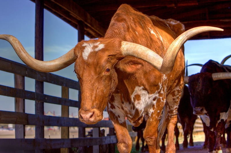 Mooove Over - Texas Longhorn