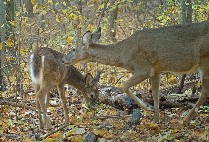 Momma and Fawn