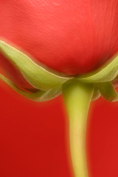 Tulip Bulb