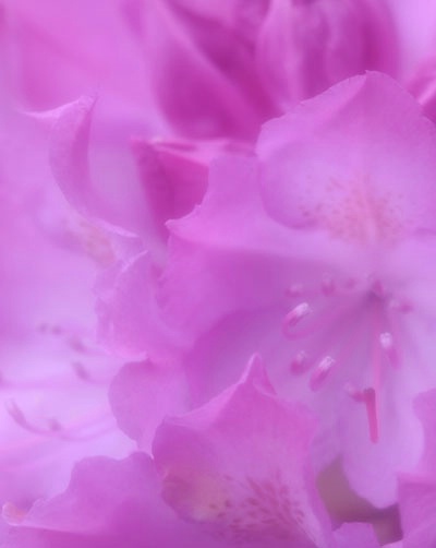 Soft Pink Petals with Stamen
