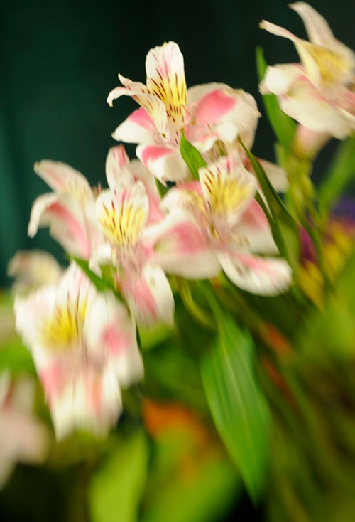 Diagonal Pink & White Petals