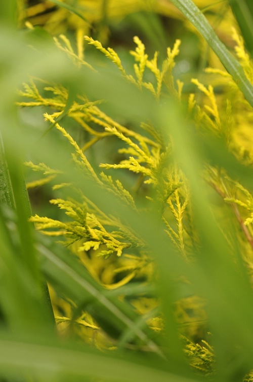 Yellow Cypress with Diagonal Frame