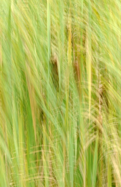 Multiexposure of Cattails and Grasses