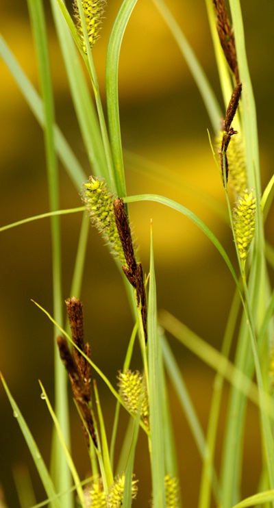 Cattails