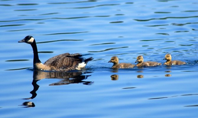 Mother & Ducklings