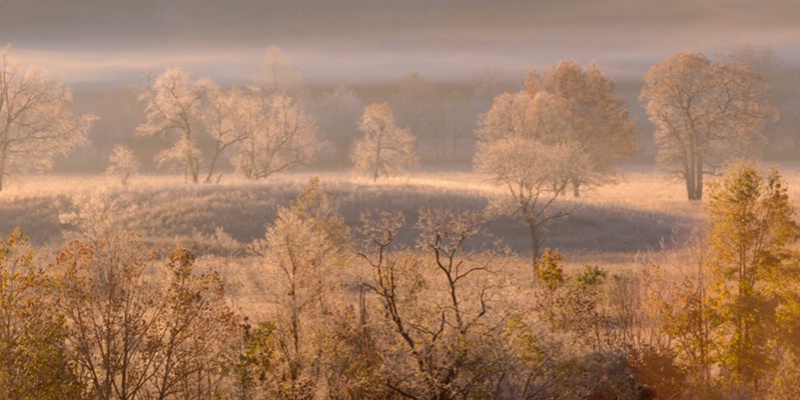 Fogline & Trees