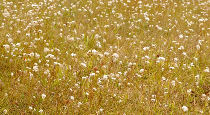 Field of White Flowers