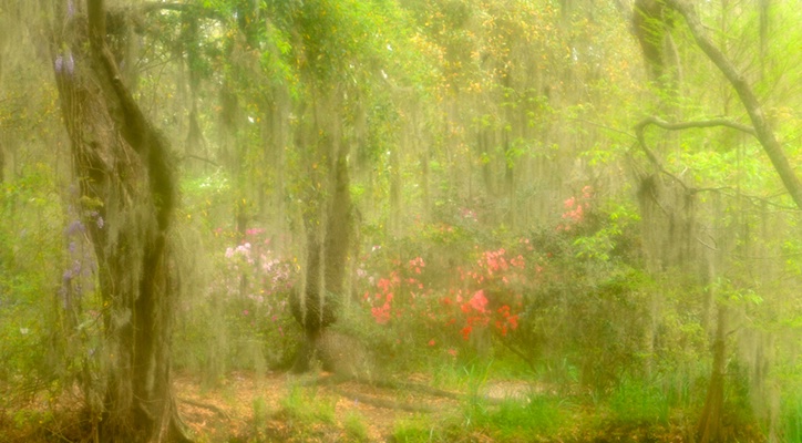 Spanish Moss & Garden