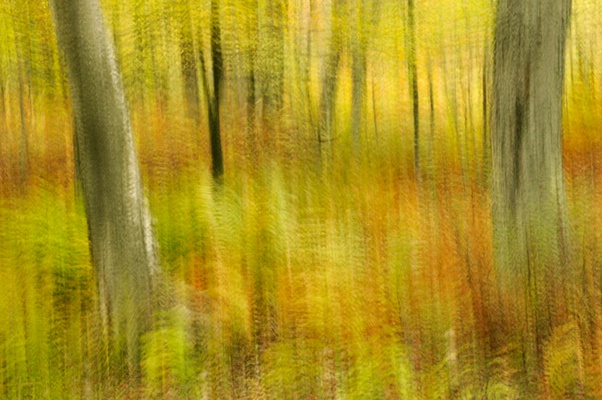 Trees in Forest Abstract